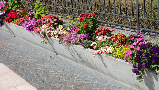 flowerbed with many colorful blossomed flowers to decorate the streets of the city in spring