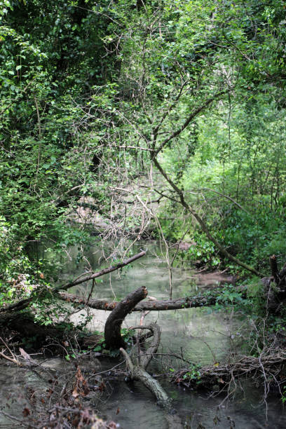 istock Wild environment a small stream that crosses the pristine vegetation 1325257030