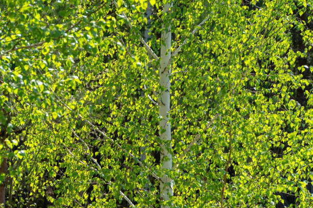istock Young green leaves close up. Nature background. 1325259321