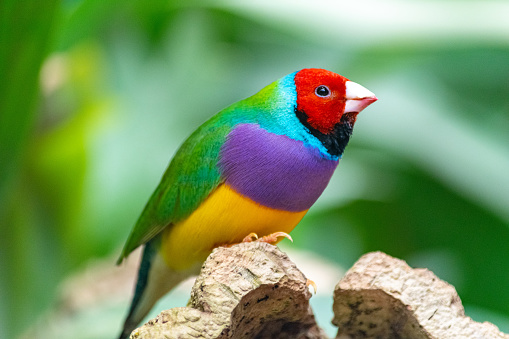 A close up image of colourful Gouldian finch bird perched on a tree trunk looking right