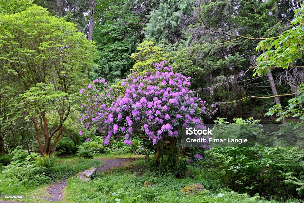 Lush Purple Rhododendron Bush A lush mature purple colored rhododendron bush in full blossom is featured as part of the lush foliage of the rhododendron grove surrounded by a multitude of other rhododendrons and trees. Azalea Stock Photo