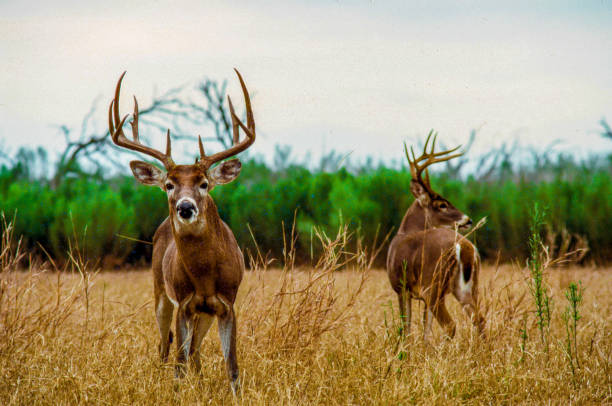 trophée du texas chasse au cerf à queue blanche avec bois - cerf de virginie photos et images de collection