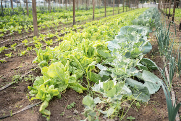 istock Vegetables growing in a greenhouse plantation 1325263512
