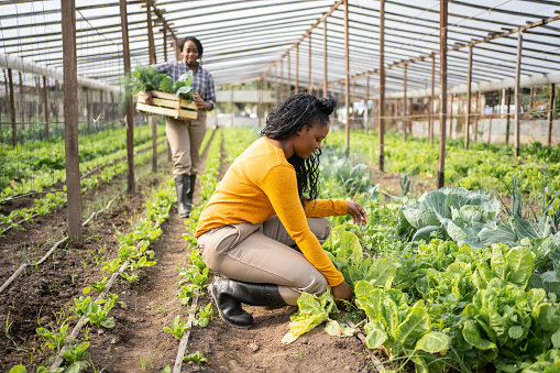 Young woman working in a greenhouse on the farm with her colleague carrying a box full of harvested produce in the background. Women working in an organic greenhouse vegetable farm.