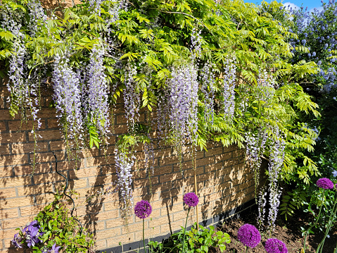 Wisteria against a walled garden.