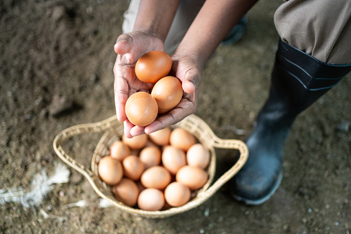 Hands of a woman holding chicken eggs in a poultry farm. Closeup of a female worker collecting eggs and keeping them in a wicker basket in farm.