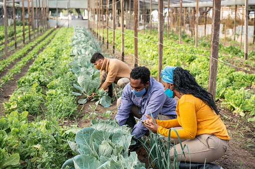 Man and woman farmers checking the crops in the organic vegetable farm. Agronomists wearing face masks examining cultivated crops in greenhouse field.