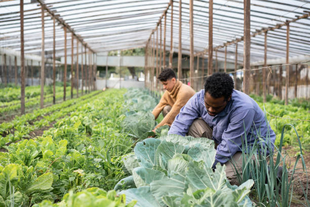 istock Farmers working in a organic vegetable farm 1325263717