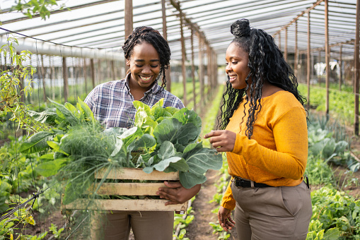 Two female farmers with a wooden box full of green vegetables in farm. Woman with colleague carrying freshly harvested green vegetables in an organic farm.