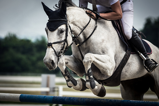 Close-up of horse jumping over a hurdle on show jumping training. The photo shows the moment when the horse front legs exceed the hurdle. Heavily blurred treetops and foggy sky are in the background.