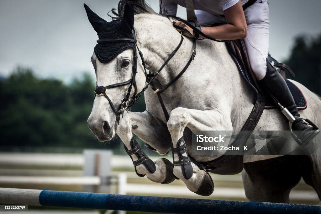 Foto de Cavalo Cinza Dapple Pulando Sobre Obstáculo e mais fotos