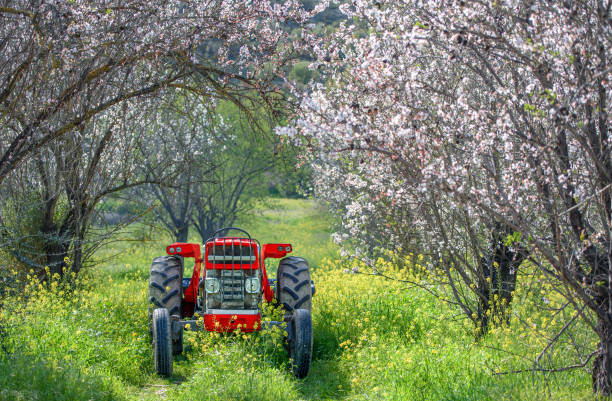 Red tractor in a blooming almond trees garden in springtime