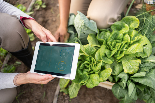 Close-up of a farmer using digital tablet in the vegetable farm with freshly harvest produce on the crate. Farm worker checking the temperature and humidity levels of greenhouse farm on a digital tablet with a colleague on the side.