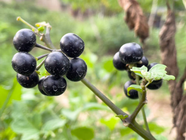 istock A group of solanum ningrum 1325263841
