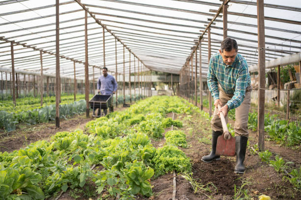 istock Framers doing farming activities in greenhouse farm 1325264554