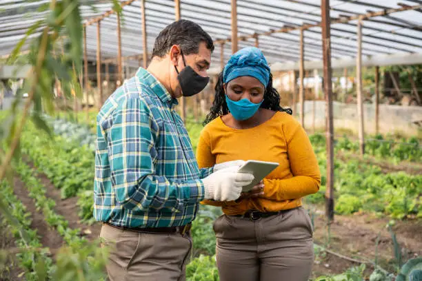 People wearing protective face masks using digital tablet while working on an organic farm. Farmworkers using a digital tablet in greenhouse farm during pandemic.