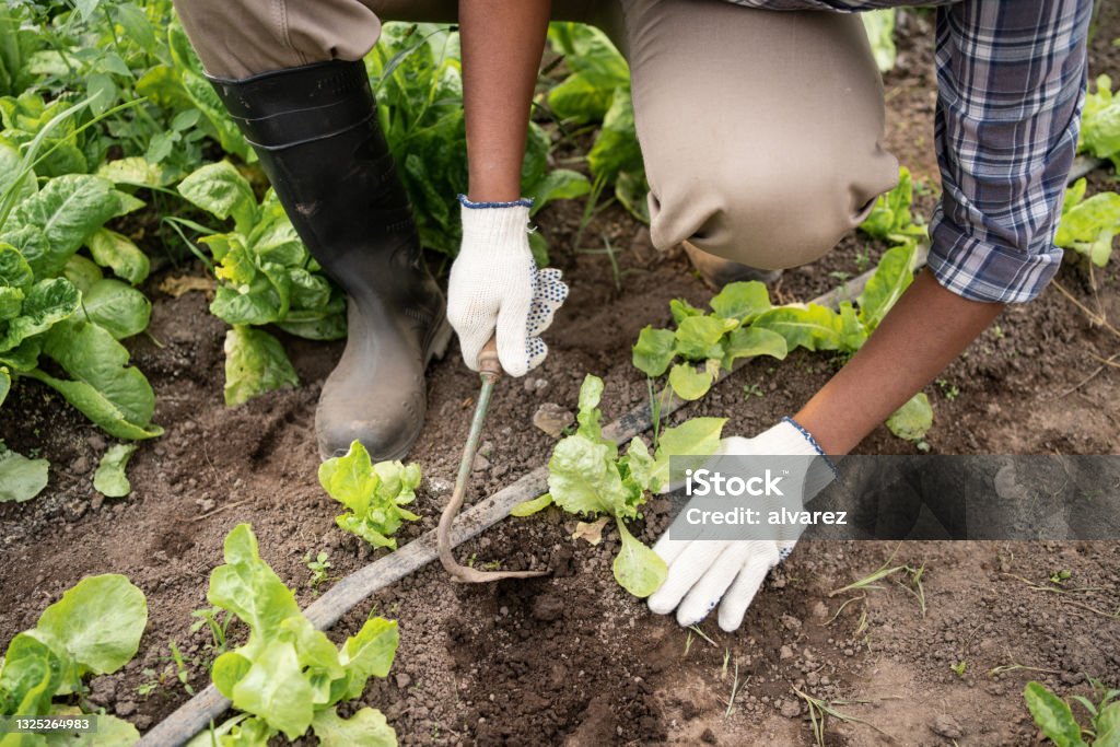 Close-up of a female farmer digging soil on farm Close-up of a female worker digging soil with a hand digging tool on the farm. Cropped shot of a woman working in vegetable greenhouse farm. Weeding Stock Photo