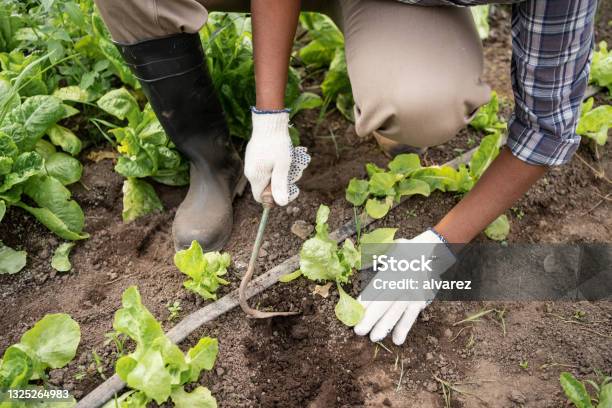 Closeup Of A Female Farmer Digging Soil On Farm Stock Photo - Download Image Now - Weeding, Garden Hoe, Vegetable Garden