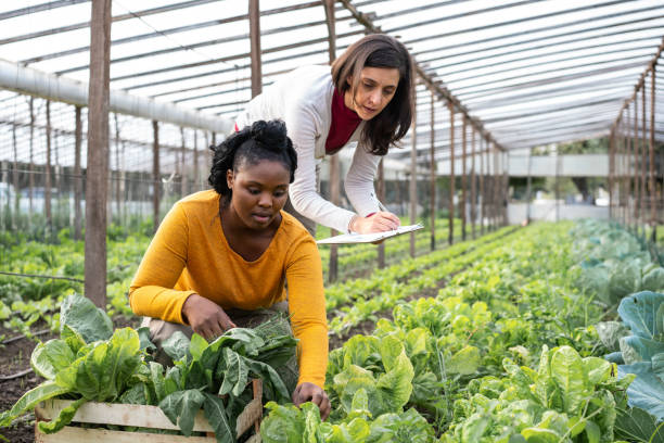 Woman working on an organic farm, harvesting the produce. Female making notes of the harvested vegetables in greenhouse with a worker working.