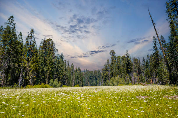 um campo verde com muitas sequoias ao fundo no parque nacional sequoia ao pôr do sol, califórnia. estados unidos - sequoia national forest - fotografias e filmes do acervo