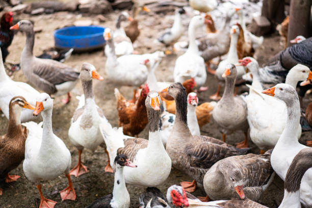 istock Different types of birds in poultry farm 1325266332