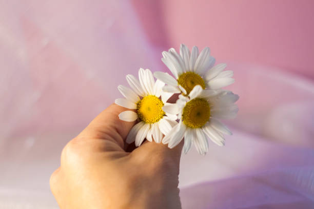 istock A woman's hand with white daisies on a light background. 1325266516