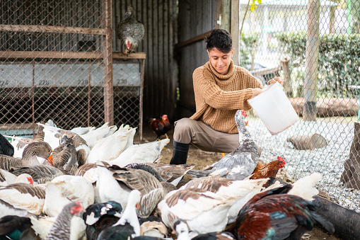 Young male worker feeding birds at poultry farm. Man working in farm holding bucket feeding geese, ducks, hens.