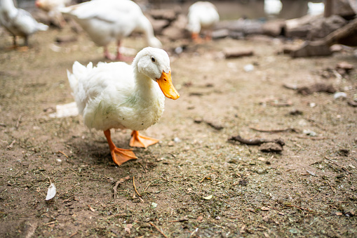 Close-up of a young domestic goose on the farm.