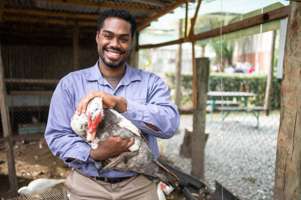 jeune homme avec un canard de barbarie dans une ferme avicole - fuligule a tete rouge photos et images de collection