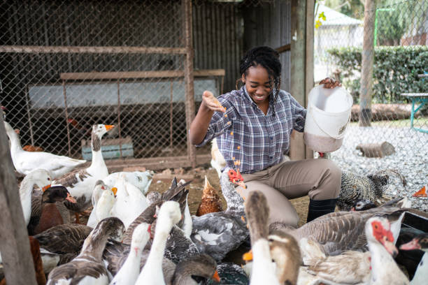ouvrière nourrissant des oiseaux dans une ferme avicole - fuligule a tete rouge photos et images de collection