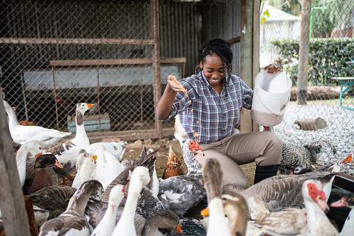 Female worker feeding birds in poultry farm. Woman working in poultry farm taking care of birds.