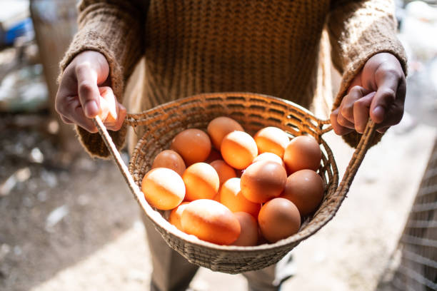 istock Poultry farmworker holding a basket full of eggs 1325266822