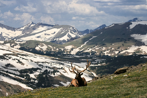 Bull elk with large antlers sit on mountain summit edge with snow hill. Rocky Mountain National Park, Colorado, USA. Wild deer animal.