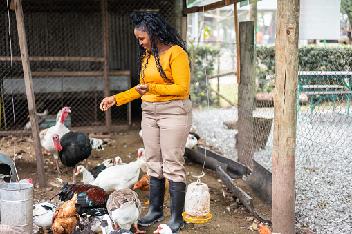 Farmer in poultry farm feeding birds. Young female worker feeding hens and ducks at poultry farm.