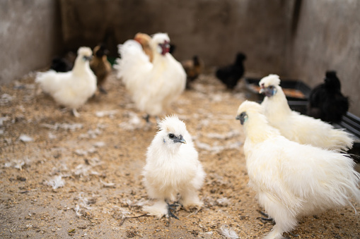 Chicks in poultry farm. Little chicken feeding at the farm.