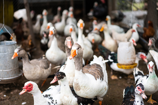 Free-range geese, ducks and hens in the poultry farm. Different types of birds in the farm.