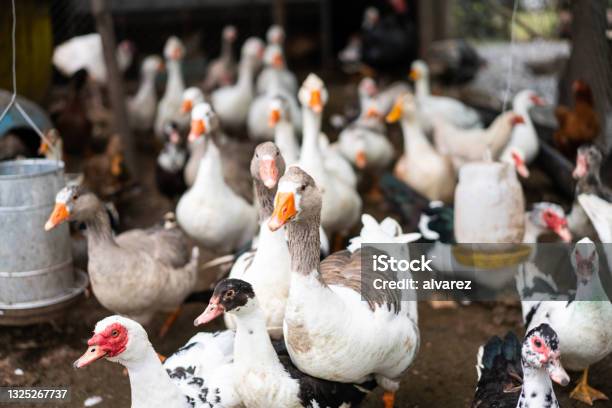 Freerange Geese Ducks And Hens In The Poultry Farm Stock Photo - Download Image Now