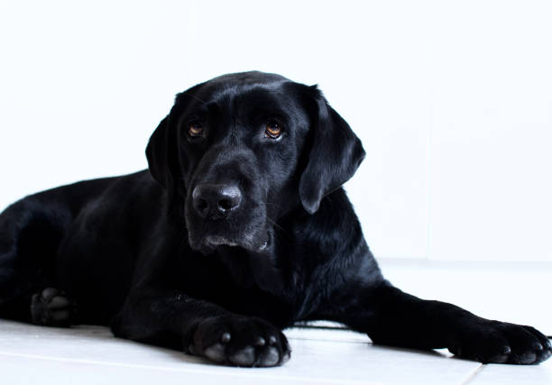 Labrador dog's head, closed up, light brown dog.