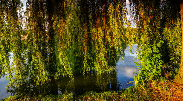istock Weeping willow on a pond in santeny, france 1325268037