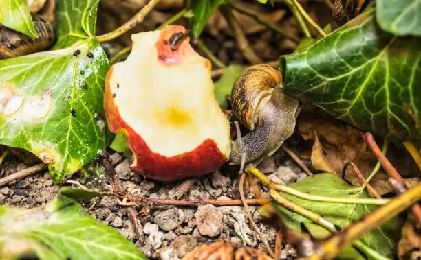 Photo of Snail on a backyard.