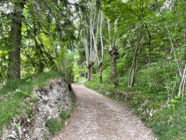 istock Walk in the woods 1325269198