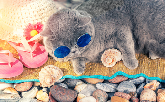 Portrait of funny blue British shorthair cat in sunglasses lying on a pebble beach in summer. Summer travel concept