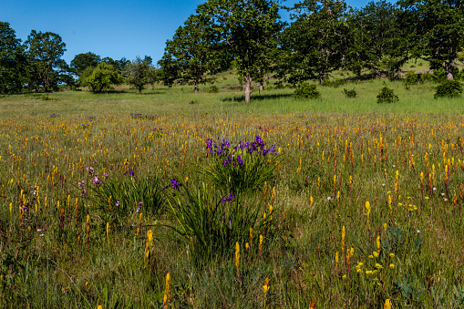 wildflowers in spring meadow