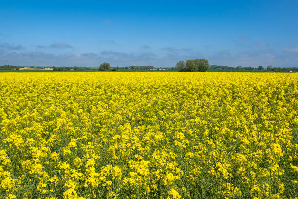 istock Canola field with blue sky near Parkentin, Germany 1325271646