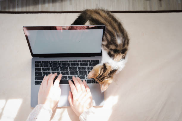 istock top view woman play with her cat and use laptop during work from home 1325272155