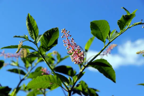 American Pokeweed (Phytolacca americana) plant in bloom against blue sky. Phytolacca americana is poisonous to humans.