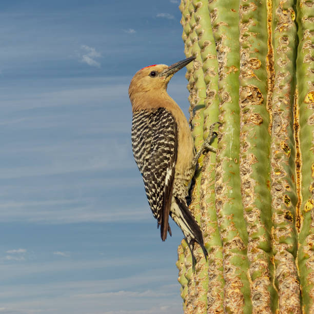 Gila Woodpecker Clinging to a Saguaro Cactus The Gila Woodpecker (Melanerpes uropygialis) is a medium-sized woodpecker living in the low scrubby areas of the Sonoran Desert of the American Southwest.  They range throughout southeastern California, southern Nevada, Arizona, and New Mexico.  The Gila Woodpecker typically builds its nest in holes made in saguaro cactus or mesquite trees.  This male woodpecker was photographed while clinging to a saguaro cactus in Phoenix, Arizona, USA. jeff goulden sonoran desert stock pictures, royalty-free photos & images
