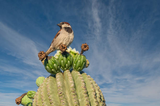 House Sparrow Perched on a Saguaro Cactus The House Sparrow (Passer domesticus) is a common bird, found in most parts of the world.  Females and young birds are colored pale brown and grey, and males have bright black, white, and brown markings.  The house sparrow is native to most of Europe, the Mediterranean region, and much of Asia. It has been introduced to many parts of the world, including Australia, Africa, and the Americas, making it the most widely distributed wild bird.  This male was photographed while perched on a saguaro cactus in Phoenix, Arizona, USA. jeff goulden sonoran desert stock pictures, royalty-free photos & images