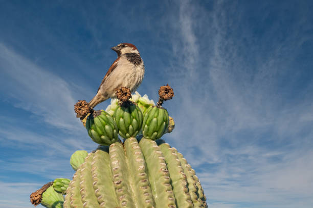 House Sparrow Perched on a Saguaro Cactus The House Sparrow (Passer domesticus) is a common bird, found in most parts of the world.  Females and young birds are colored pale brown and grey, and males have bright black, white, and brown markings.  The house sparrow is native to most of Europe, the Mediterranean region, and much of Asia. It has been introduced to many parts of the world, including Australia, Africa, and the Americas, making it the most widely distributed wild bird.  This male was photographed while perched on a saguaro cactus in Phoenix, Arizona, USA. sonoran desert stock pictures, royalty-free photos & images