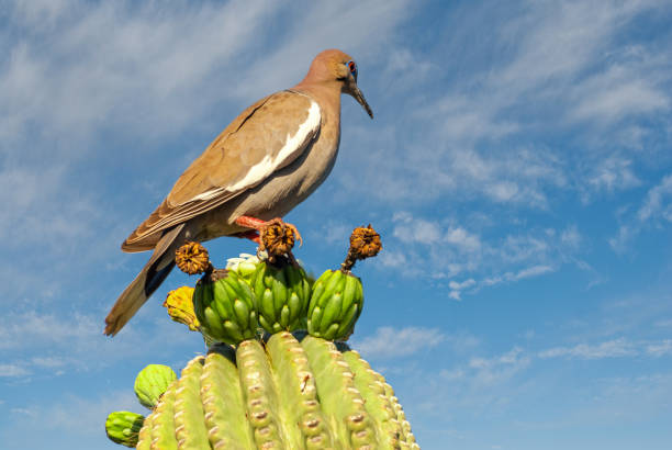 White-Winged Dove Perched on a Saguaro Cactus The White-Winged Dove (Zenaida asiatica) is a large dove native to the Southwestern United States, Mexico, Central America, and the Caribbean. They are brownish-gray with a distinctive blue eye ring, red eyes and a white edge on their wings.  This dove lives in a variety of habits, including urban settings, desert and scrub.  The saguaro cactus provides a vital source of food and water for the white-winged dove.  Its diet is also made up of grains, pollen and nectar.  This white-winged dove was photographed while foraging for food in a saguaro cactus in Phoenix, Arizona, USA. jeff goulden sonoran desert stock pictures, royalty-free photos & images